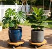 Set of 4 Natural Finish Wooden Plant Pot Mover, Portable Round Plant Stand with 4 Wheels, Sturdy Planter Caddy for Patio Garden Home Decor